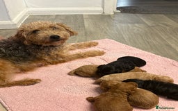Jackapoo dogs for sale: Beautiful litter of 6 F1B Jackapoos - Image 19