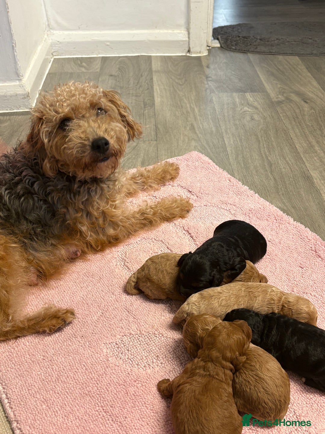 Jackapoo dogs for sale: Beautiful litter of 6 F1B Jackapoos - Image 19