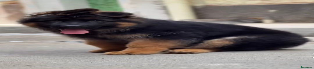German Shepherd Puppy 6
