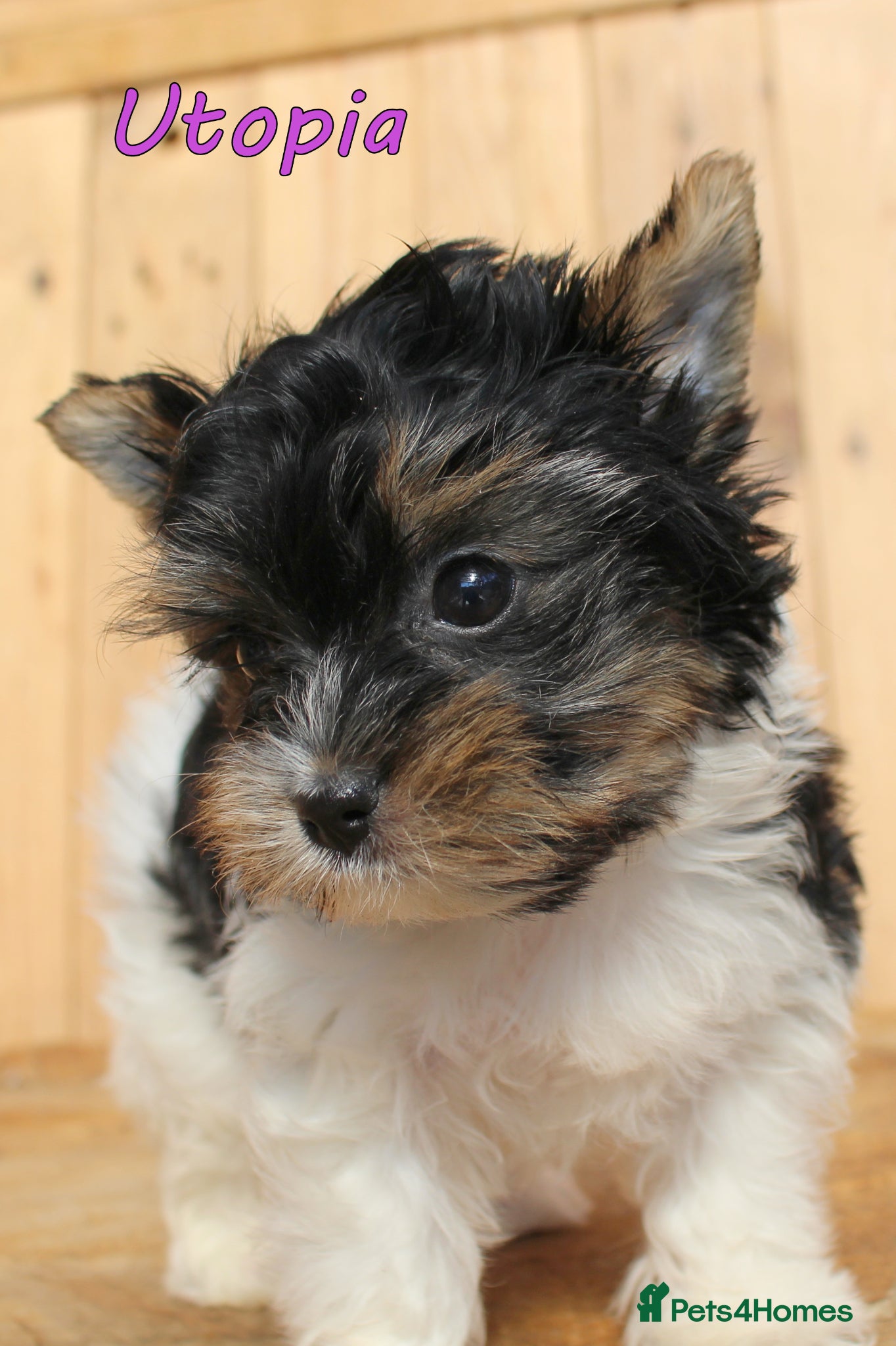 Yorkshire Terrier dogs ✨ Stunning Biewer & Merle Yorkies – Ready 09 Apr ✨ - Advert 2