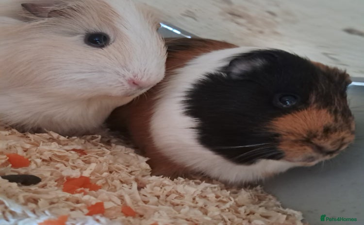 Guinea Pig rodents - Advert 2