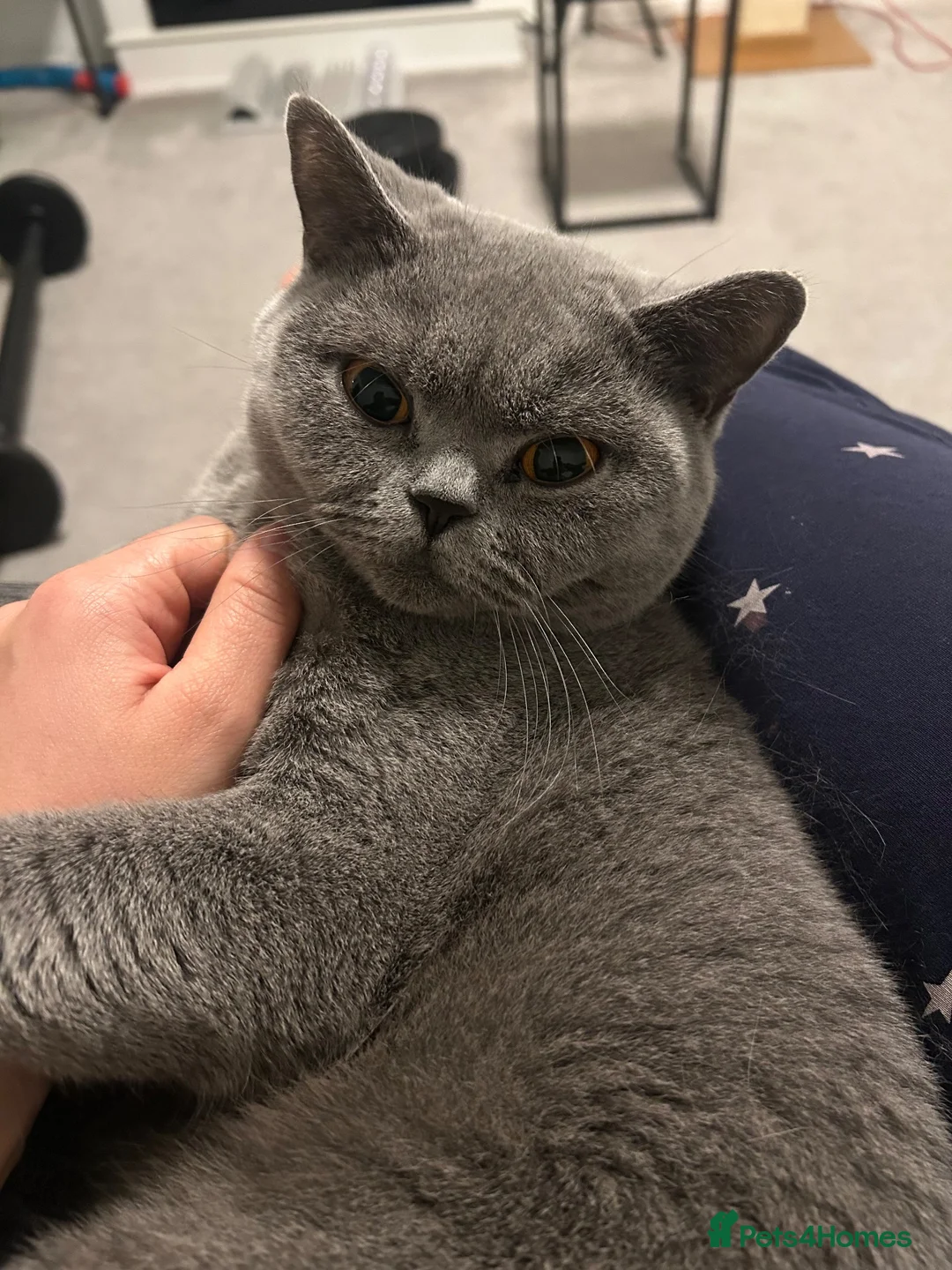 British Shorthair cats for sale: Summer’s Over, But Our Flowers Are Blooming 🌸 - Advert 2