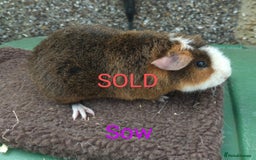Guinea Pig rodents for sale: Guinea pigs For sale - Image 6