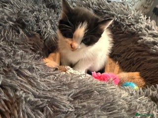 Domestic Shorthair cats - Advert 4