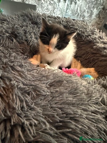 Domestic Shorthair cats - Advert 3