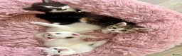Turkish Angora cats for sale: Four Adorable Kittens!  - Advert 12
