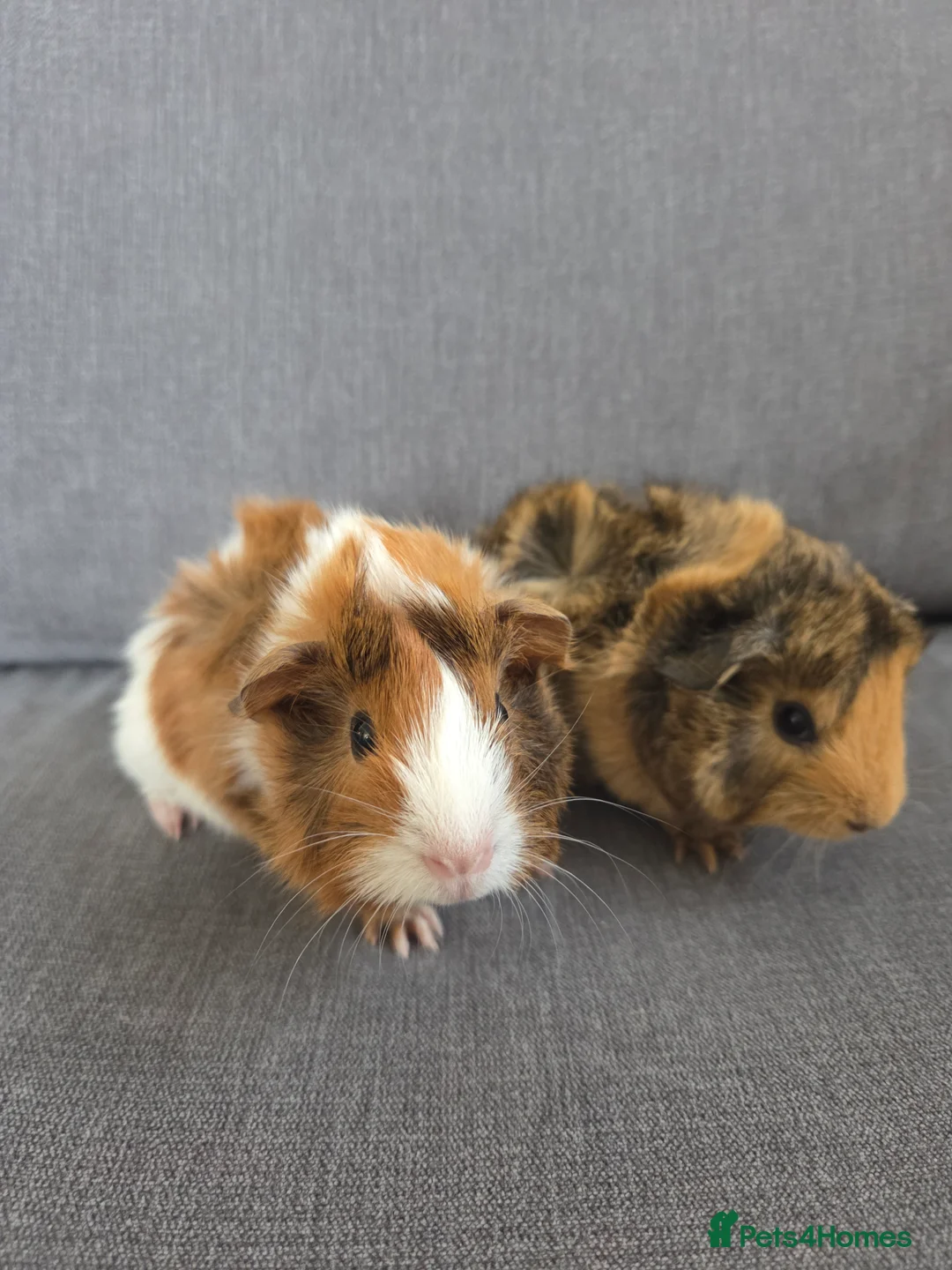 Guinea Pig rodents for sale: Baby guinea pigs for sale - Advert 2