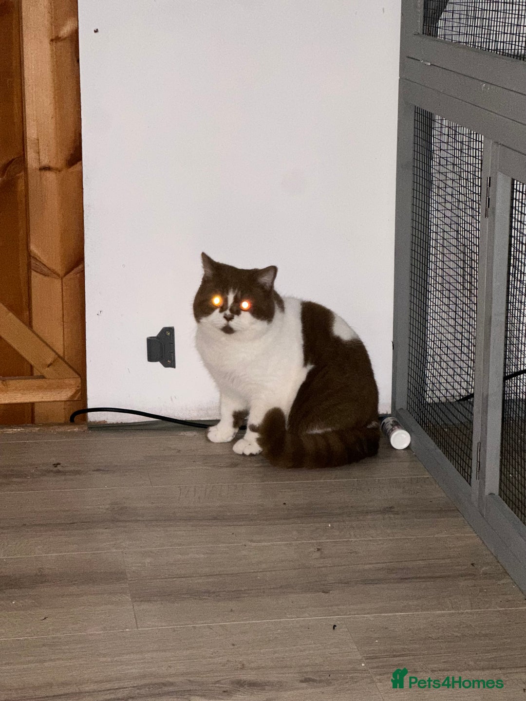 British Shorthair cats for sale: FULL PEDIGREE CHOCOLATE BI COLOUR KITTENS  - Advert 9