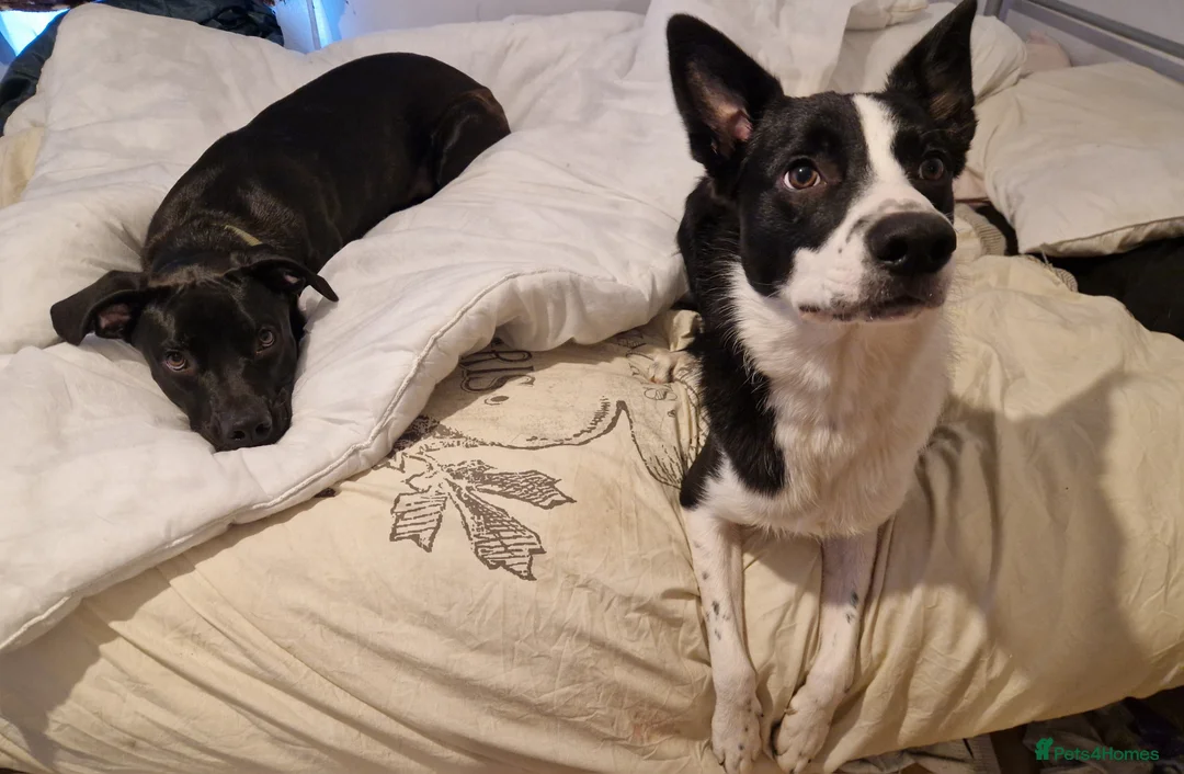 Mixed Breed dogs for sale: Django Cane corso X Greyhound  - Advert 3