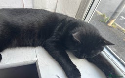 British Shorthair cats for sale: BLACK BRITISH SHORT HAIR CAT (comes with cat food) - Image 6
