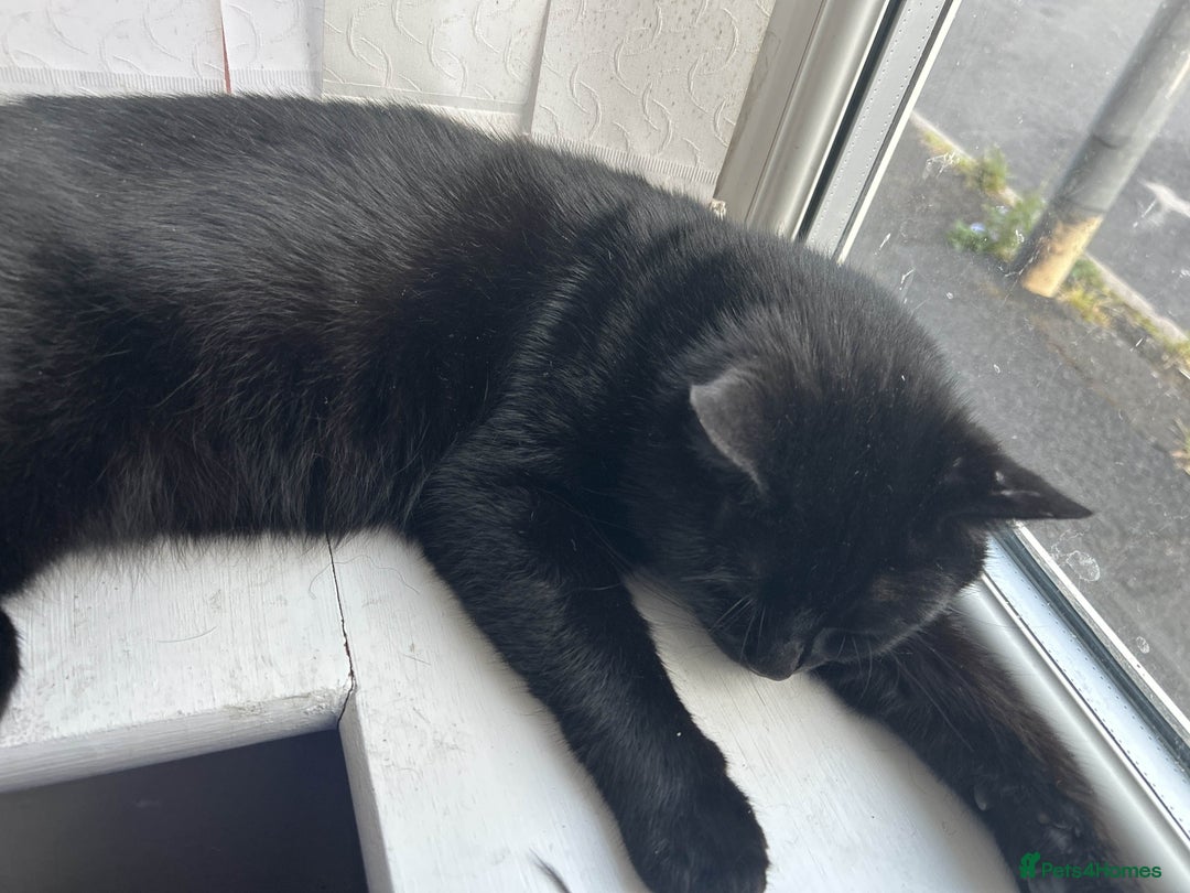 British Shorthair cats for sale: BLACK BRITISH SHORT HAIR CAT (comes with cat food) - Image 6