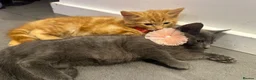 Maine Coon cats for sale: 2 beautiful cross kittens looking for loving homes - Advert 6