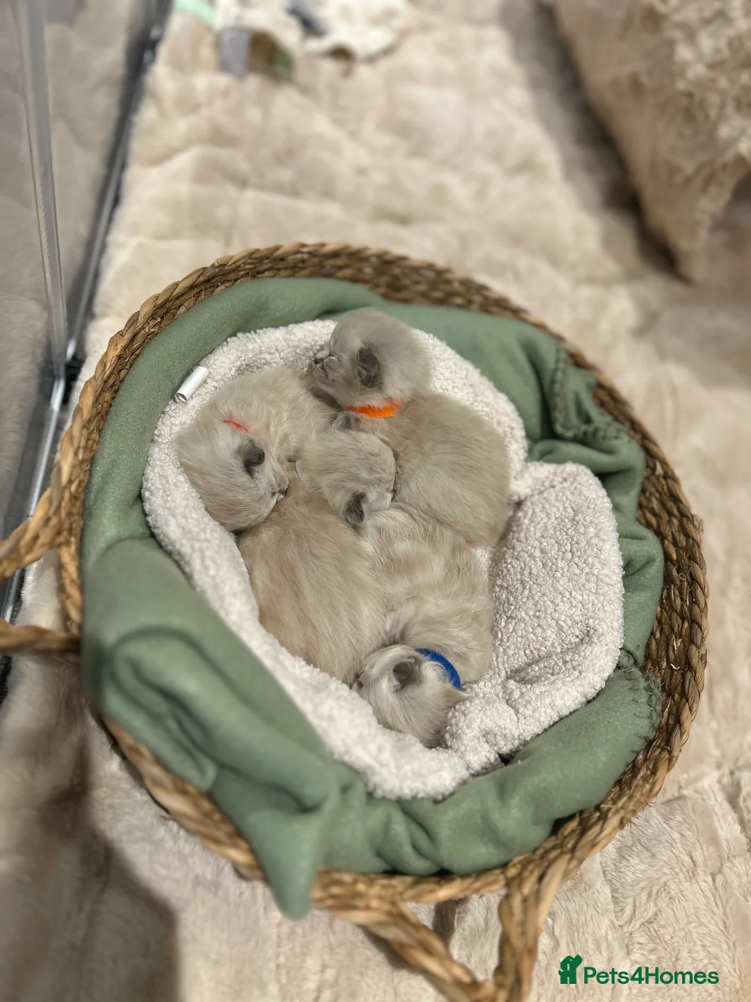 Ragdoll cats for sale: Ragdoll kittens for sale  - Advert 14