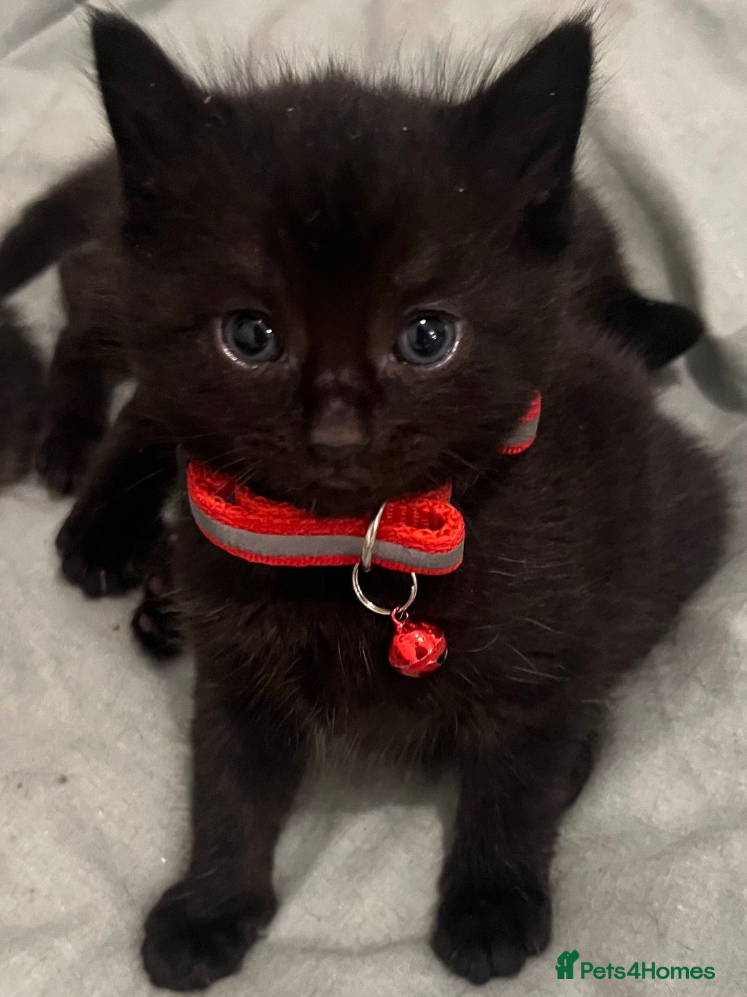 Mixed Breed cats for sale: Mixed breed adorable kittens in Waltham Cross - Image 30
