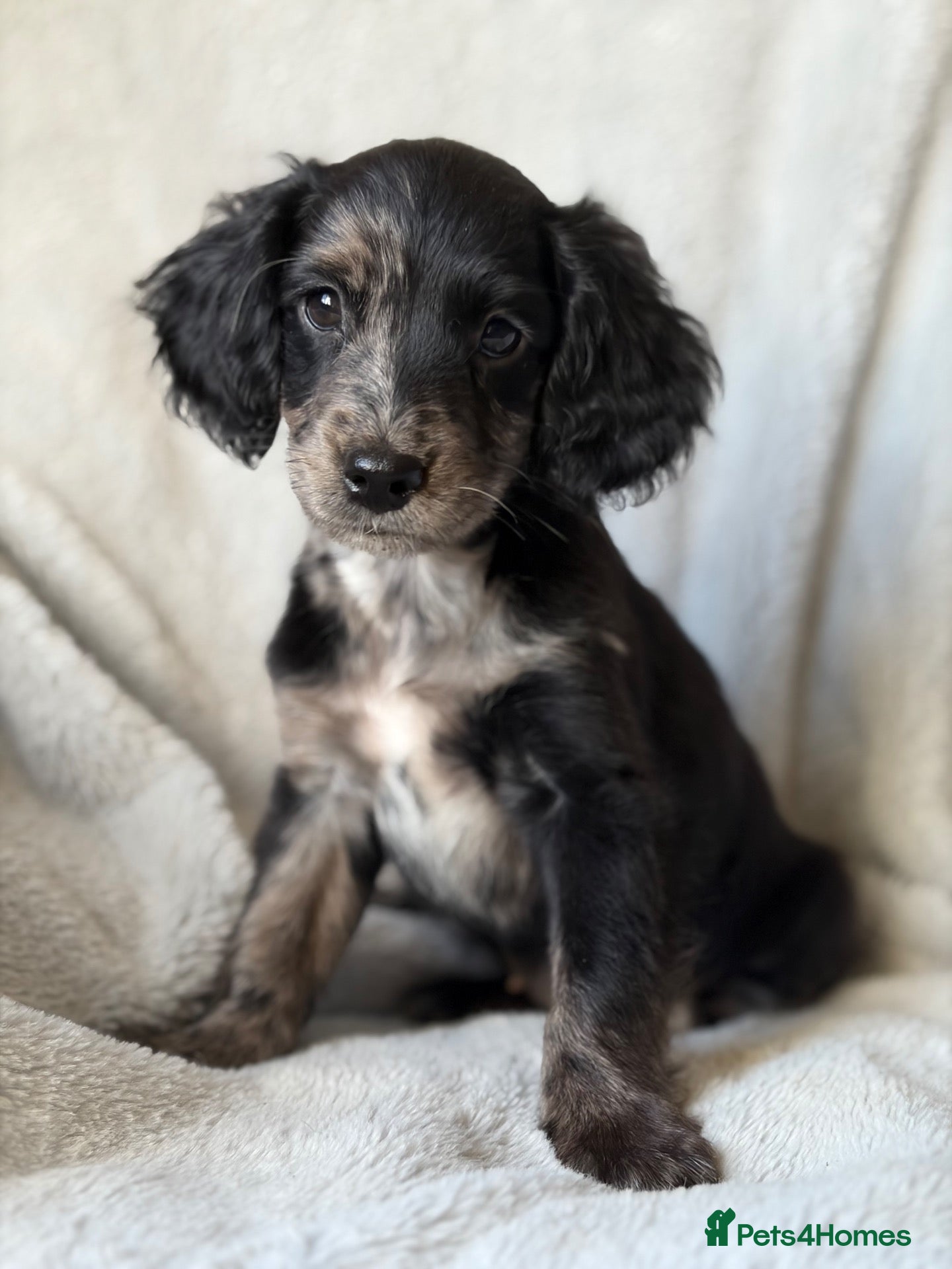 Cockapoo dogs Bundles of Joy - Advert 13