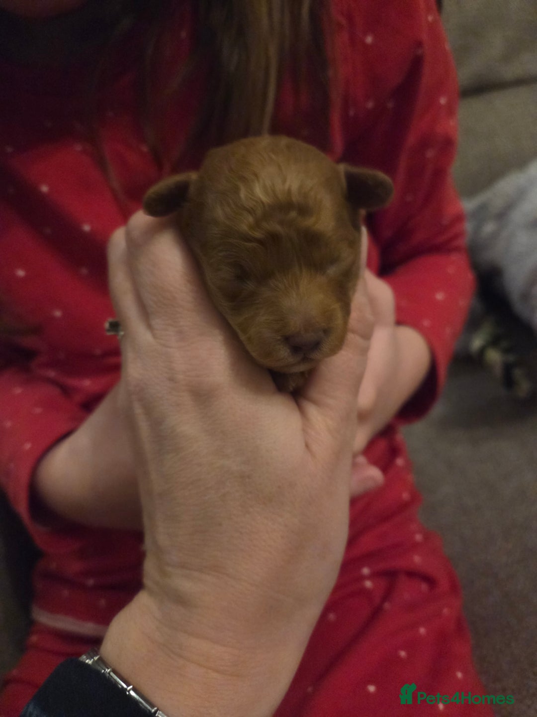 Toy Poodle dogs for sale: Excellent toy poodles! Fox red!  - Advert 3