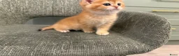 British Shorthair cats for sale: Super cute British shorthair kitten - Advert 5