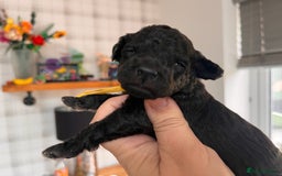 Australian Labradoodle dogs for sale: Home raised, DNA tested, Australian Labradoodles - Image 37