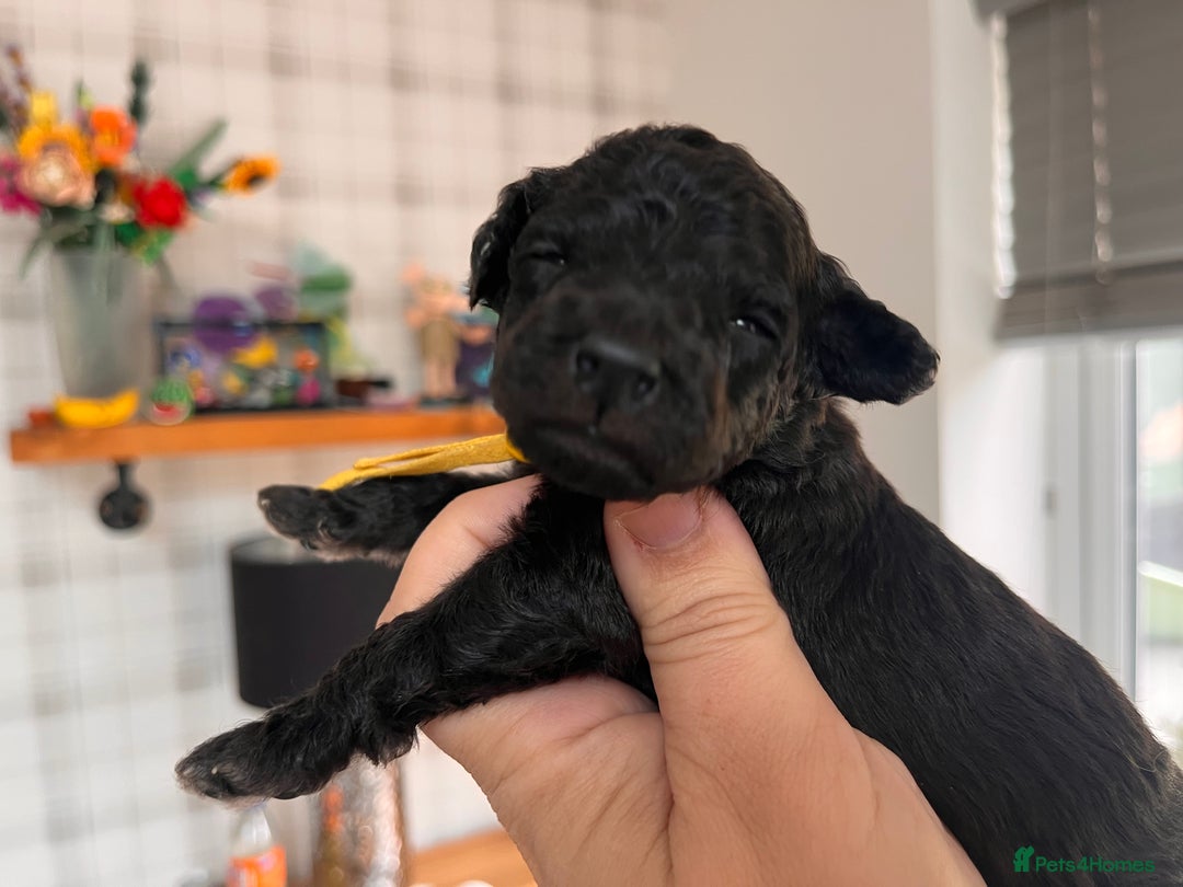 Australian Labradoodle dogs for sale: Home raised, DNA tested, Australian Labradoodles - Image 37