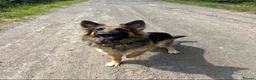 German Shepherd dogs for sale: German Shepherd Puppies in Selby - Advert 1
