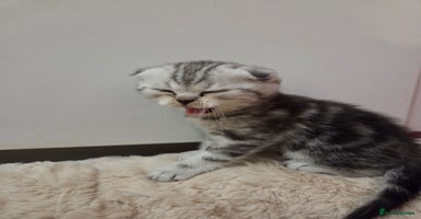 Scottish Fold cats Scottish folds - Advert 7