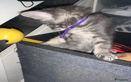 Maine Coon cats for sale: Mainecoon x  - Image 7