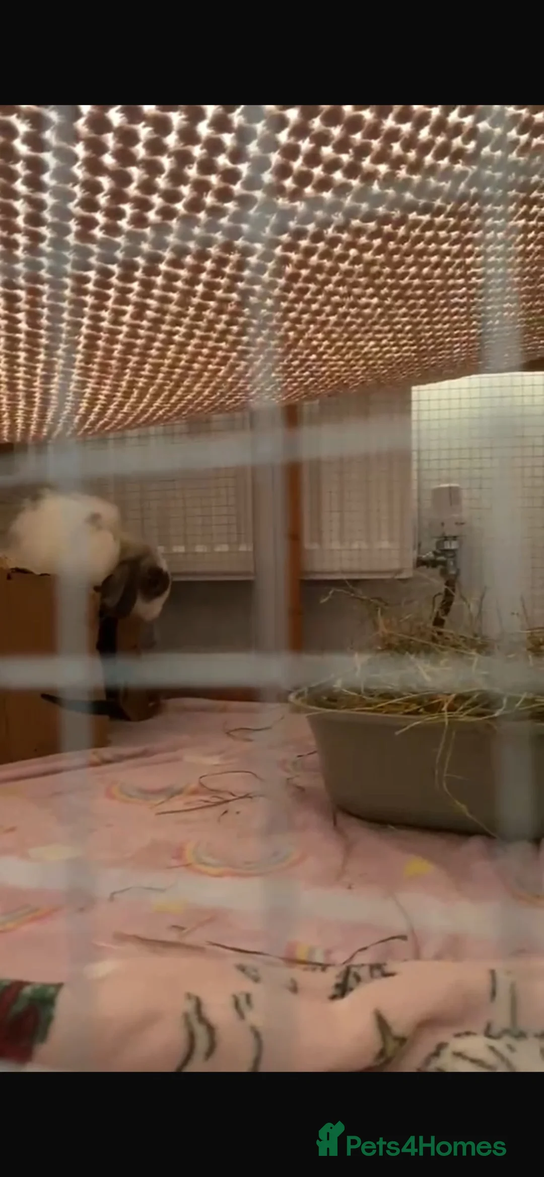 Dwarf Lop rabbits for sale: female bunny - Advert 2
