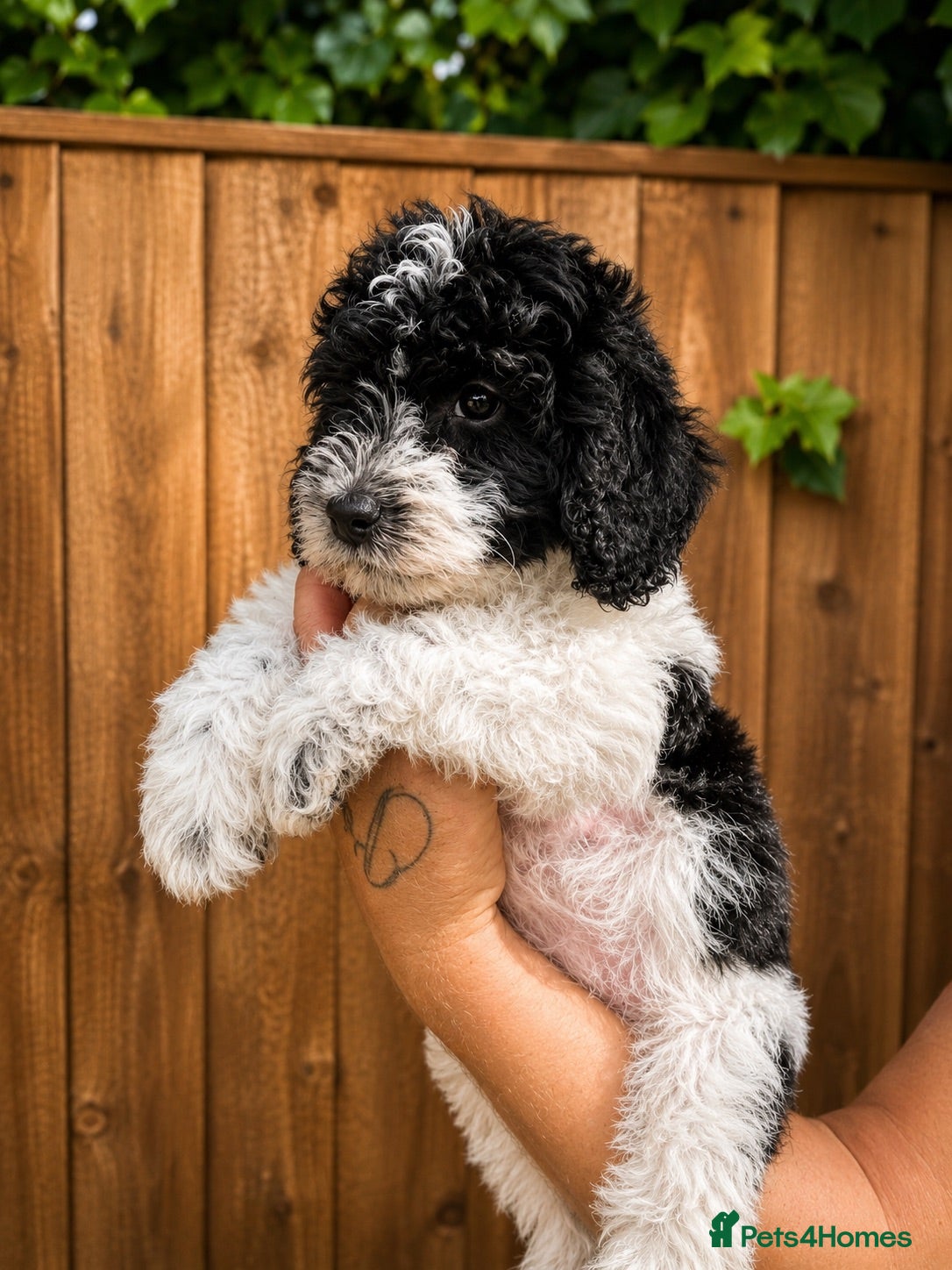 Australian Labradoodle dogs Ready now Multigen Australian Labradoodles  - Advert 2