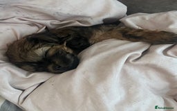 Shihpoo dogs for sale: Imperial toy Shihpoos  - Image 10