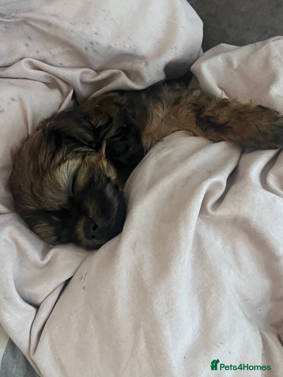 Shihpoo dogs for sale: Imperial toy Shihpoos  - Image 10