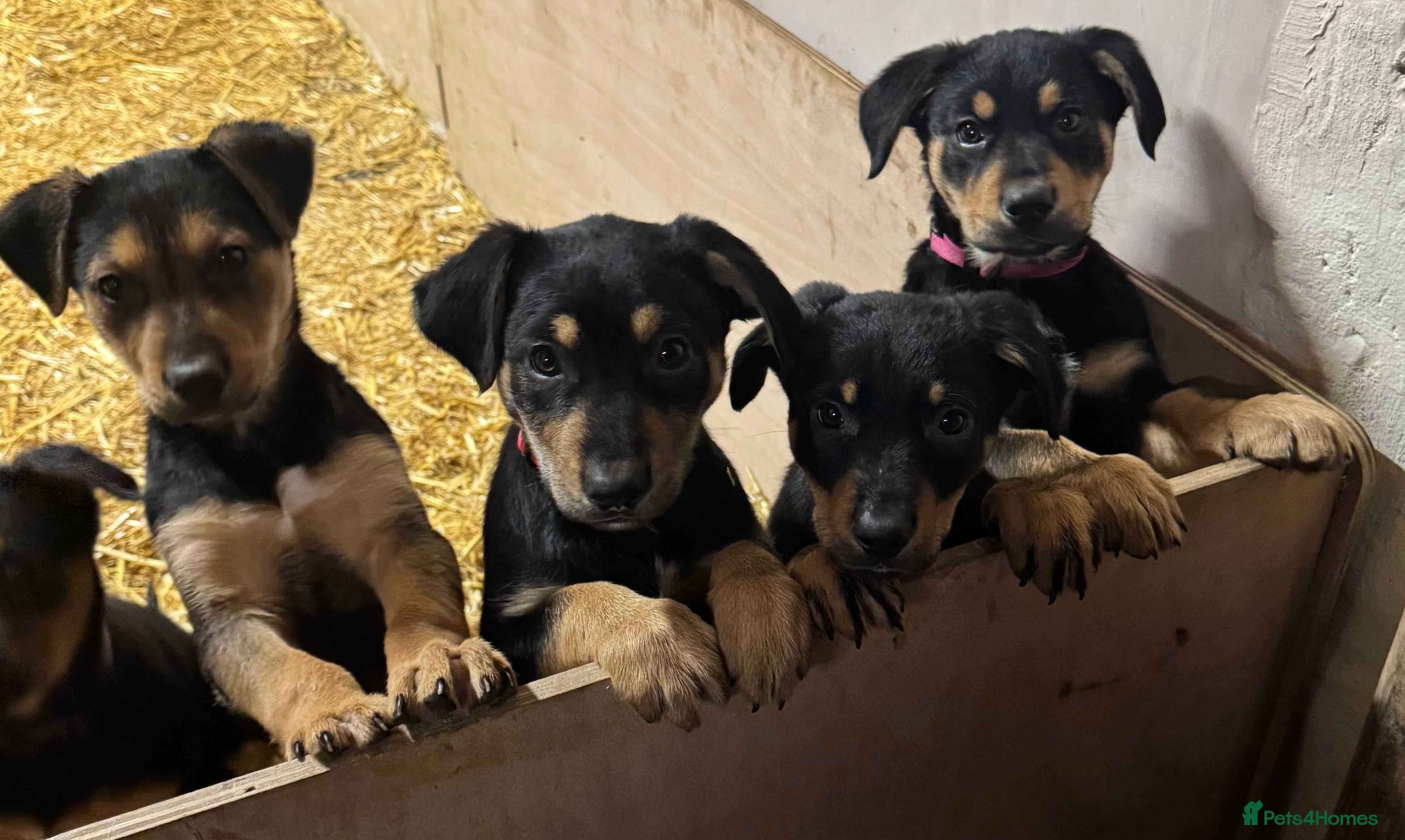 Huntaway dogs Huntaway Puppies For Sale   - Advert 1