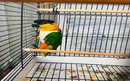 Parrots birds for sale: Male black headed caique for sale  - Image 8