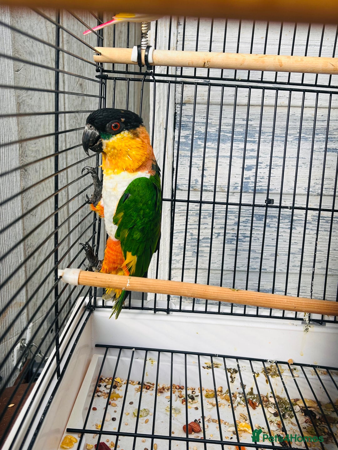 Parrots birds for sale: Male black headed caique for sale  - Image 8