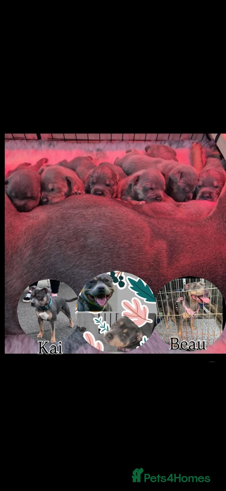 Staffordshire Bull Terrier dogs Blue/Tan Staffordshire Bull Terriers. - Advert 1