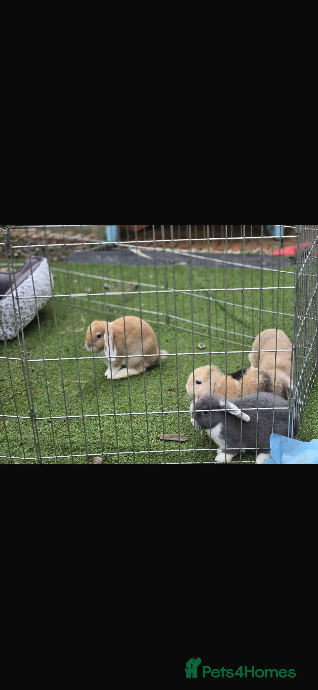 English Lop rabbits for sale: 9 week old lop rabbits  in Leicester - Advert 1