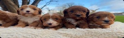 Cavapoo dogs for sale: Cavapoo Puppies - Advert 5