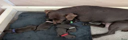 Patterdale Terrier dogs for sale: Pure chocolate, smooth patterdale terrier puppies  - Advert 4