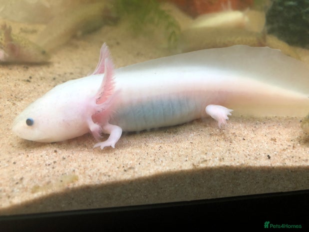 Axolotl reptiles - Advert 1