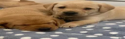 Labrador Retriever dogs for sale: Fox red Labrador  - Advert 2