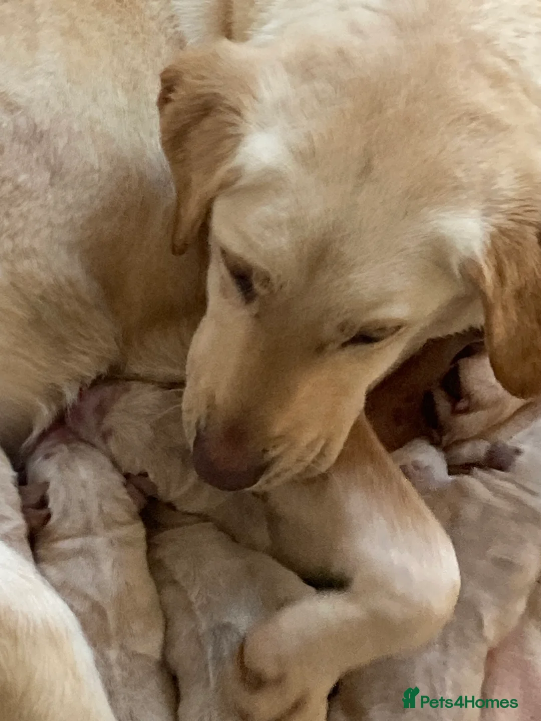 Labrador Retriever dogs for sale: Labrador PUPPIES  - Advert 8