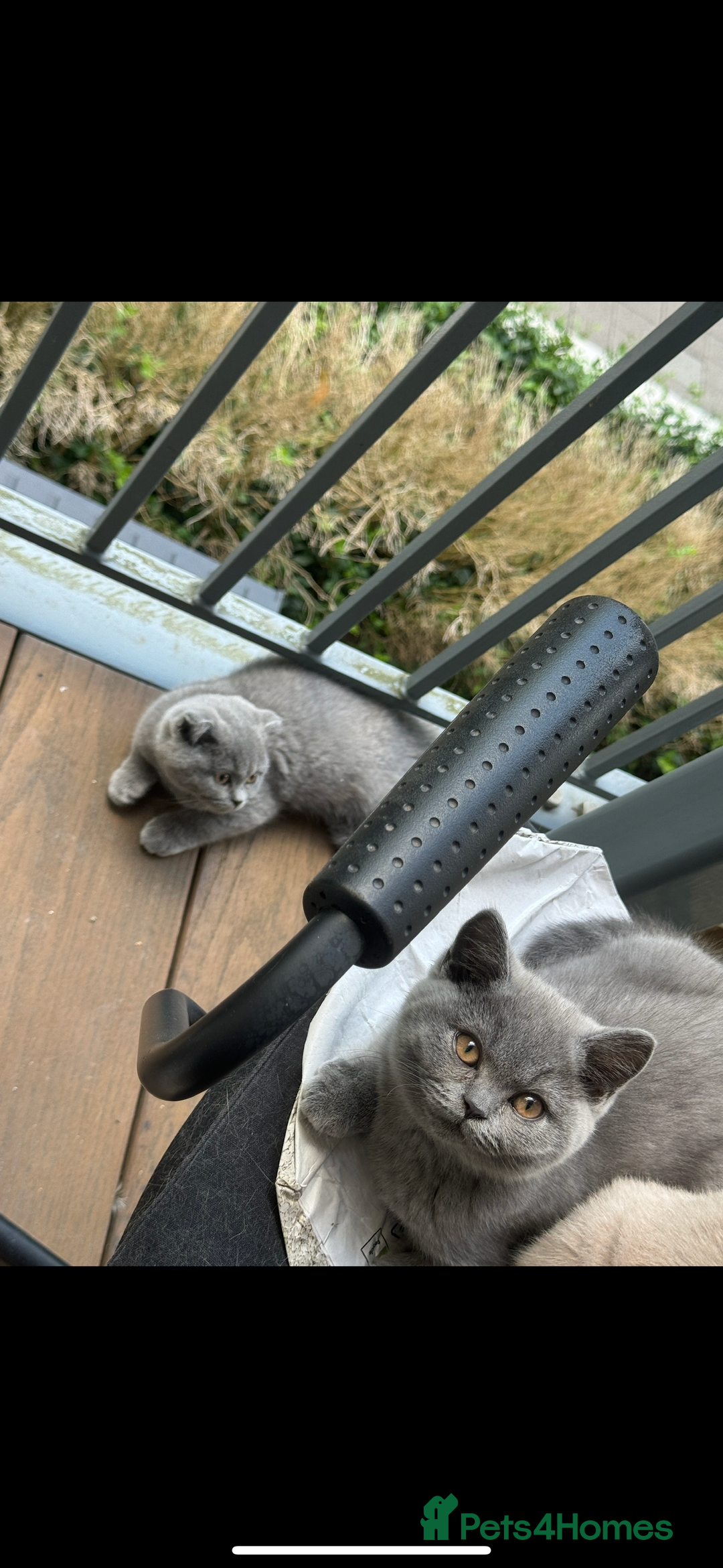 British Shorthair cats for sale: British short hair Urgent new home needed - Image 5