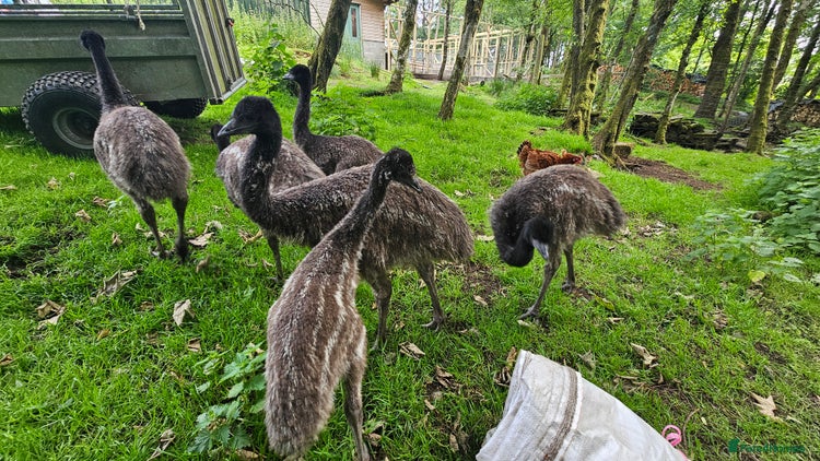 Mixed Breed birds - Advert 15