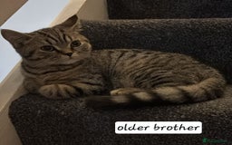British Shorthair cats for sale: Stunning stripy British shorthair in Eastbourne - Image 7