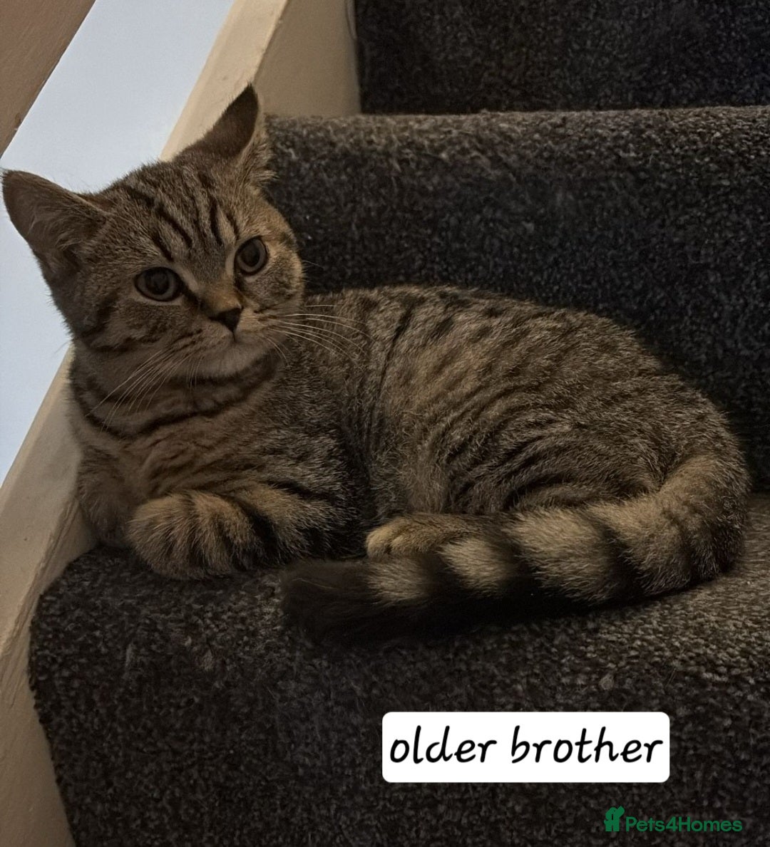 British Shorthair cats for sale: Stunning stripy British shorthair in Eastbourne - Image 7