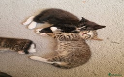 Mixed Breed cats for sale: 3 little babies looking for a forever home  - Image 1