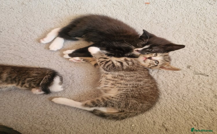 Mixed Breed cats - Advert 16