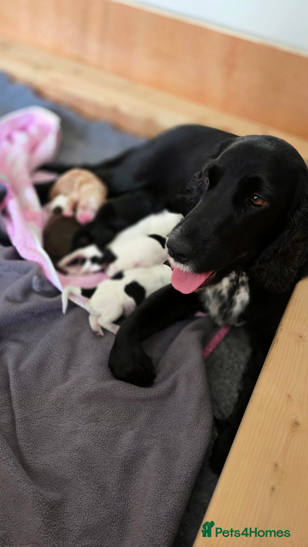 Cocker Spaniel dogs for sale: 🐾 Working Cocker Spaniel Puppies for Sale £800  - Image 14