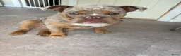English Bulldog dogs for sale: KC Reg Female English Bulldog Lilac Merle 6 Months - Advert 2