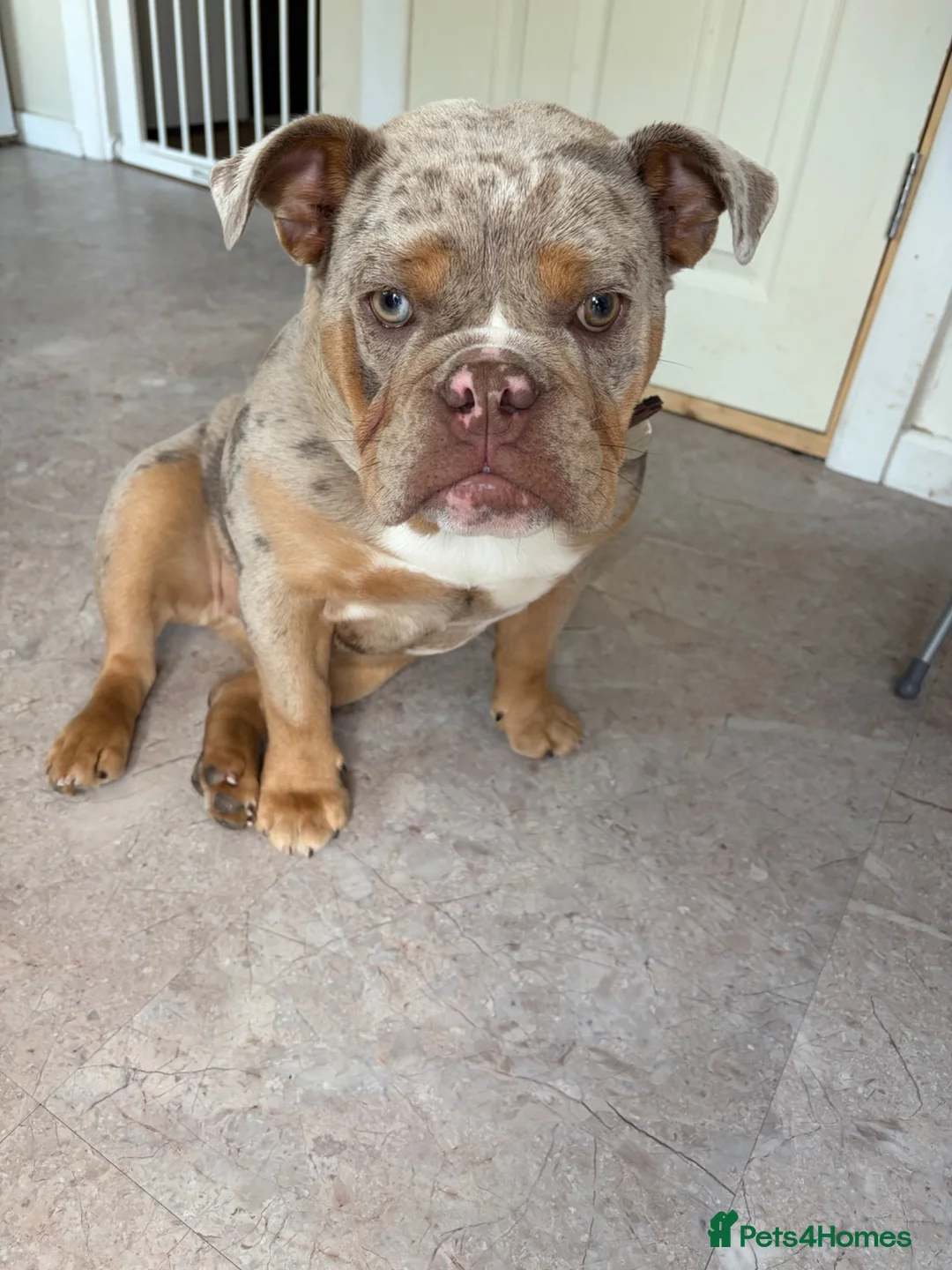 English Bulldog dogs for sale: KC Reg Female English Bulldog Lilac Merle 6 Months - Advert 2