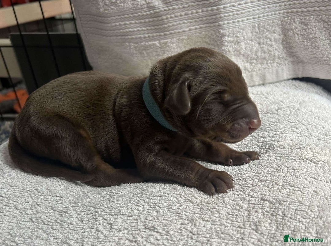 Dobermann dogs for sale: Beautiful litter of Doberman puppies  - Image 2